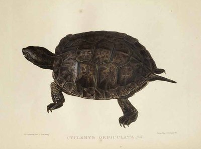 Asian Leaf Turtle by Edward Lear